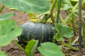 かぼちゃの季節 美味しく実りました